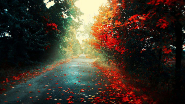 Road trees leaves sky red free wallpaper for desktop - medium preview image