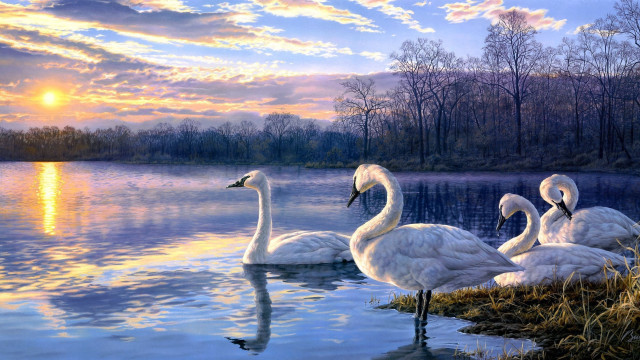 Swans lake sunset ocean waves free wallpaper for desktop - medium preview image