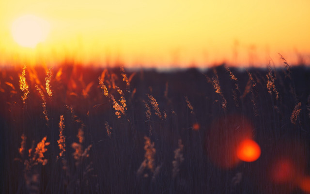 Field sunset lens flare autumn free wallpaper for desktop - medium preview image