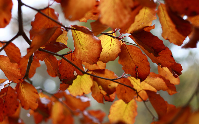 Fall leaves tree autumn blurry free wallpaper for desktop - medium preview image