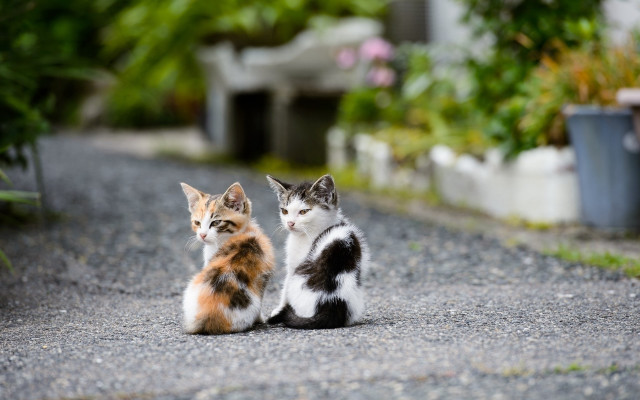 Cats flowers gravel road animal free wallpaper for desktop - medium preview image