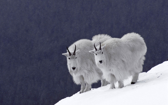 Mountain goats snowy hill aurora free wallpaper for desktop - medium preview image