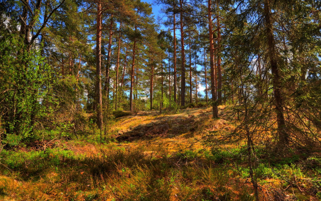 Dirt path forest autumn bench free wallpaper for desktop - medium preview image