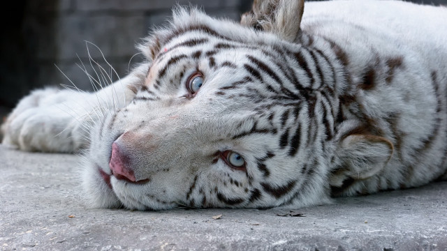 White tiger laying open mouth free wallpaper for desktop - medium preview image