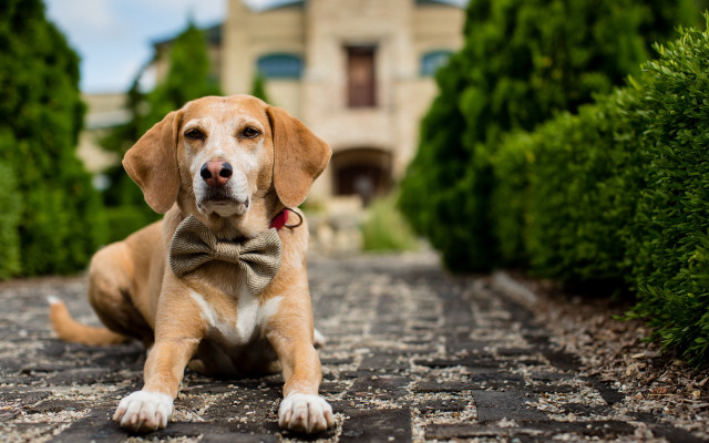 Dog cobblestone road bow tie free wallpaper for desktop - medium preview image