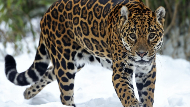 Leopard snowy field forest blurry free wallpaper for desktop - medium preview image