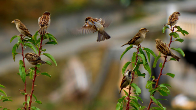 Birds green plant bridge tiltshift free wallpaper for desktop - medium preview image