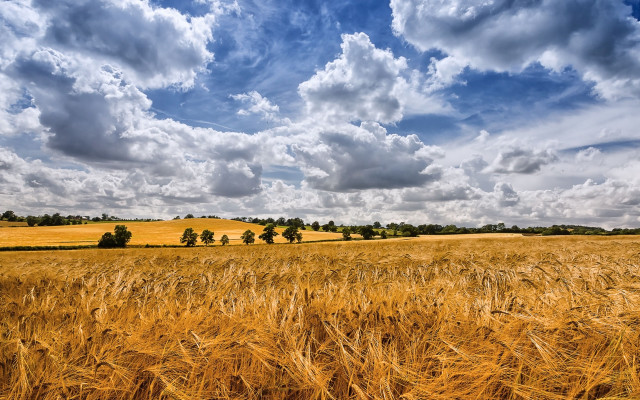 Wheat field cloudy sky cityscape free wallpaper for desktop - medium preview image