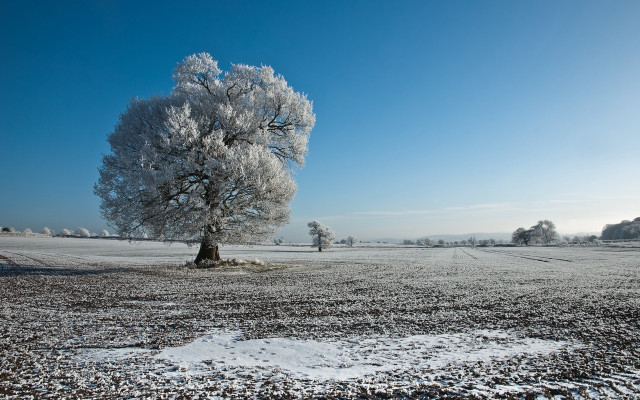 Snowy tree field blue sky #2 free wallpaper for desktop - medium preview image