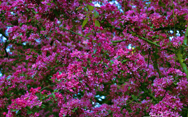 Purple flower tree blue sky free wallpaper for desktop - medium preview image