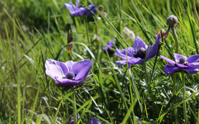 Purple flower field bird macro free wallpaper for desktop - medium preview image