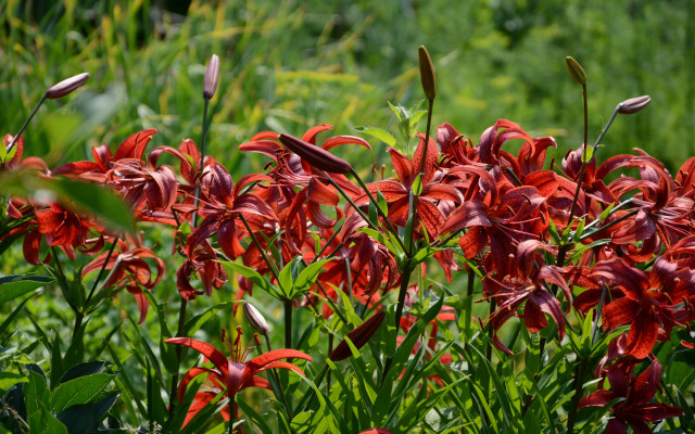 Red flowers bird field green free wallpaper for desktop - medium preview image