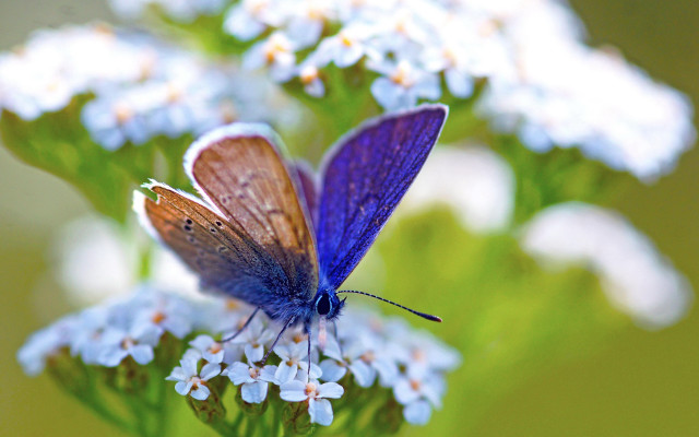 Blue butterfly white flower bokeh free wallpaper for desktop - medium preview image