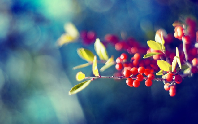 Branch berries leaves blue sky #2 free wallpaper for desktop - medium preview image