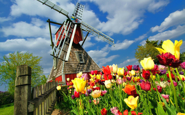 Red roof windmill flower field free wallpaper for desktop - medium preview image