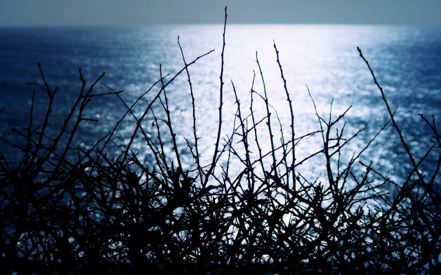 Ocean hilltop view cherry blossoms free wallpaper for desktop - medium preview image