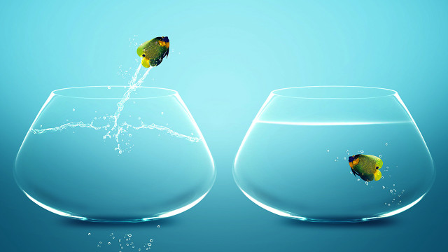 Fish jumping bowl water bubbles free wallpaper for desktop - medium preview image