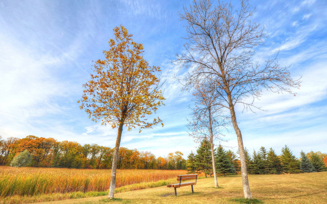 Bench field trees clouds autumn free wallpaper for desktop - medium preview image