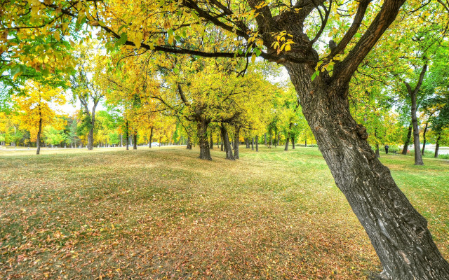 Autumn park leaves trees sunny free wallpaper for desktop - medium preview image