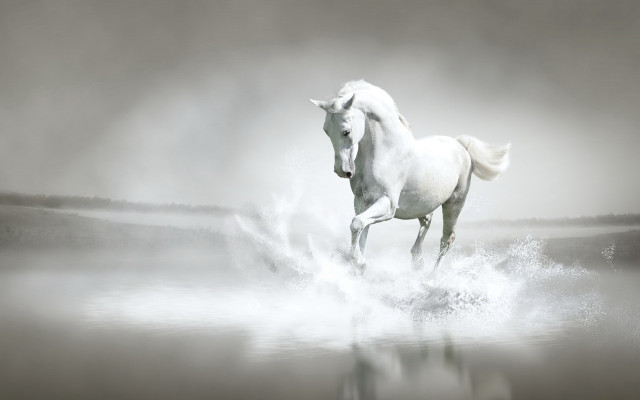 White horse running foggy water #3 free wallpaper for desktop - medium preview image
