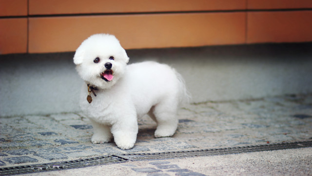 Small white dog tilt shift free wallpaper for desktop - medium preview image