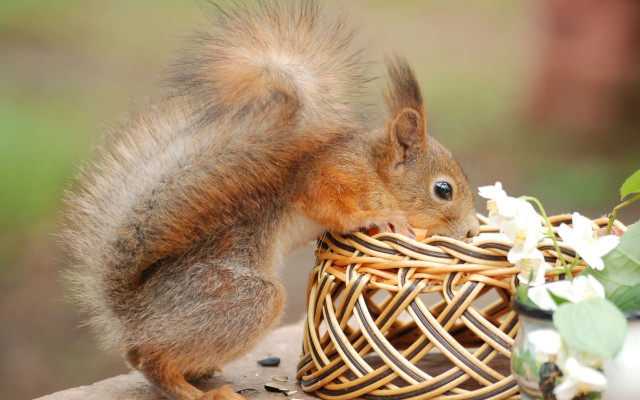 Squirrel eating food outdoor flower free wallpaper for desktop - medium preview image