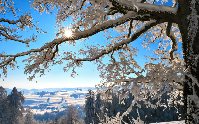 Snowy landscape trees bright sun #5 free wallpaper for desktop - medium preview image