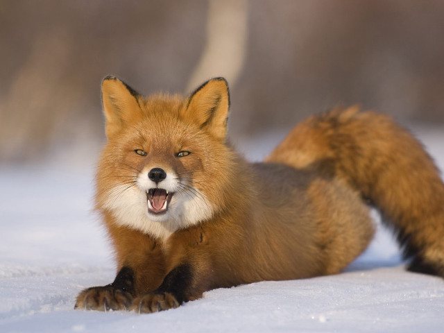 Red fox sitting snow yawning free wallpaper for desktop - medium preview image