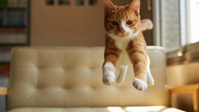 Cat jumping couch livingroom blurry free wallpaper for desktop - medium preview image