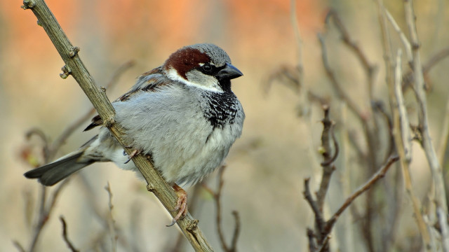 Bird branch leaves blurry background #3 free wallpaper for desktop - medium preview image
