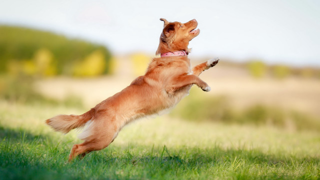 Dog jumping frisbee field trees free wallpaper for desktop - medium preview image