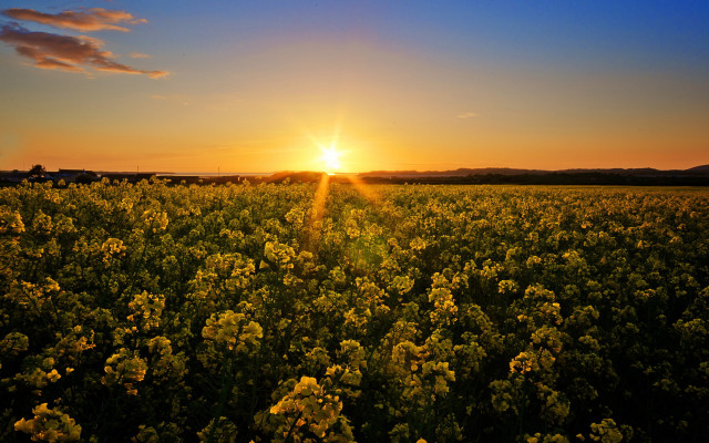 Flower field sunset clouds cityscape free wallpaper for desktop - medium preview image