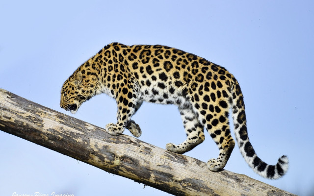 Leopard tree branch blue sky free wallpaper for desktop - medium preview image