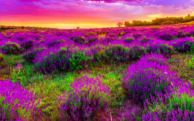 Purple flower field sunset cloudy free wallpaper for desktop - medium preview image