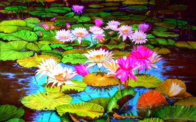 Water lilies lily pads pond free wallpaper for desktop - medium preview image