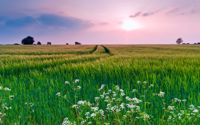 Sunset field dirt road clouds free wallpaper for desktop - medium preview image