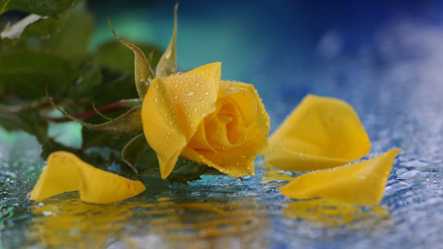 Yellow rose water droplets blue free wallpaper for desktop - medium preview image