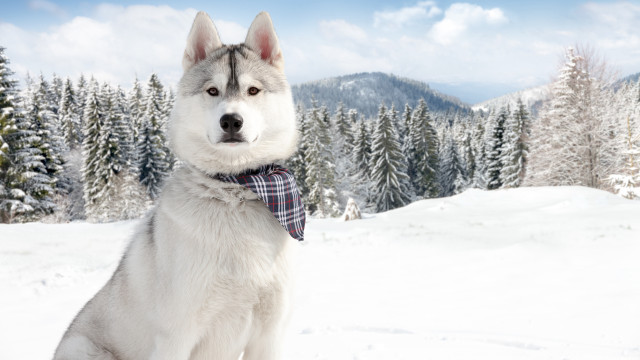 Husky bowtie snow trees blue free wallpaper for desktop - medium preview image