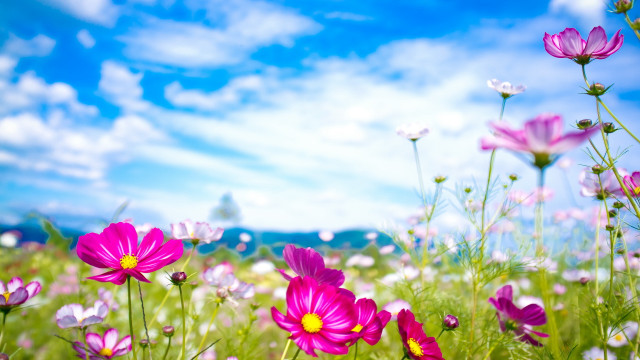 Purple flower field blue sky #4 free wallpaper for desktop - medium preview image