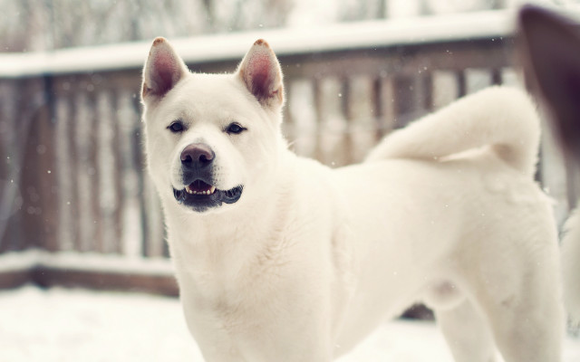 White dog snow fence blurry free wallpaper for desktop - medium preview image
