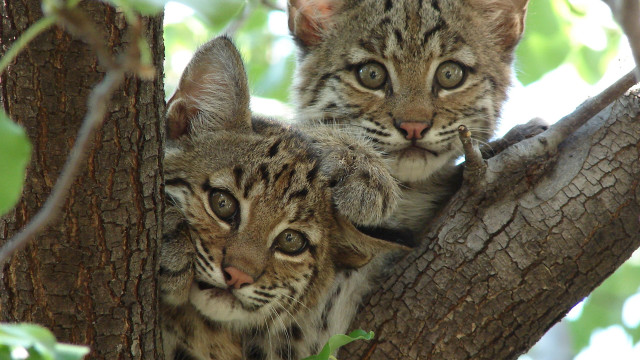 Two small cats sitting tree free wallpaper for desktop - medium preview image