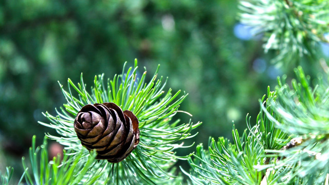 Pine cone pine branch green free wallpaper for desktop - medium preview image