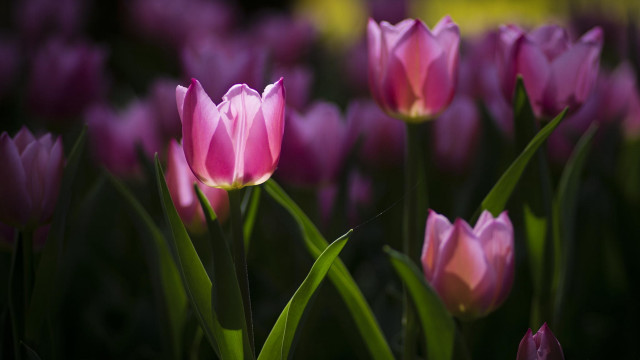 Pink flowers green stems yellow free wallpaper for desktop - medium preview image