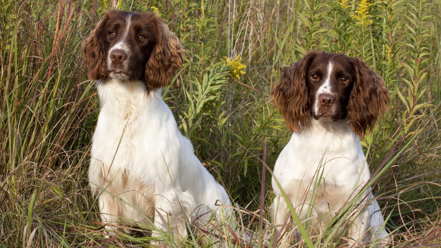 Dogs in tall grass with free wallpaper for desktop - medium preview image