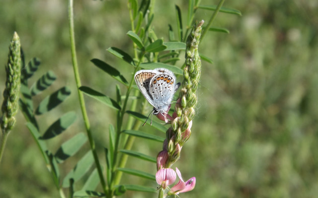 Butterfly flower grass jungle macro free wallpaper for desktop - medium preview image