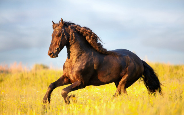 Horse running autumn fire sky free wallpaper for desktop - medium preview image