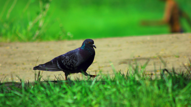 Bird squirrel grass feeder shallow free wallpaper for desktop - medium preview image