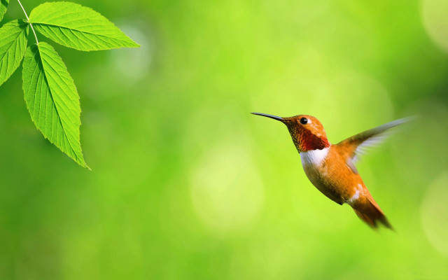Hummingbird green background leaf ecological free wallpaper for desktop - medium preview image