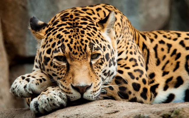 Leopard lying rock closed eyes free wallpaper for desktop - medium preview image