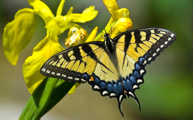 Butterfly yellow flower macro nature free wallpaper for desktop - medium preview image